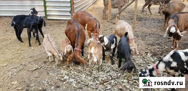 Козлик нубийский Свободный - изображение 1