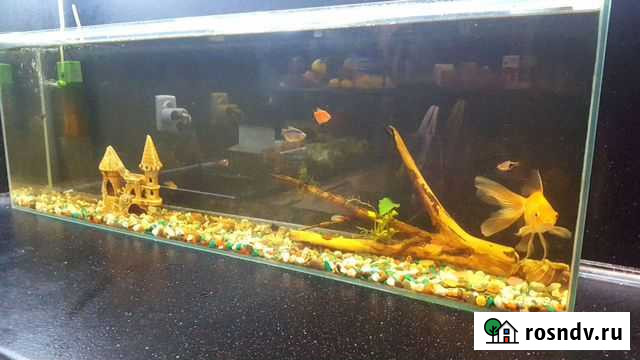 Аквариум с рыбками Ростов-на-Дону - изображение 1