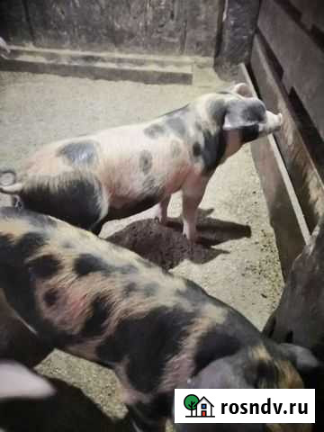 Поросята породы Кантор (Дюрок+ Пьетрен) Назарово - изображение 1