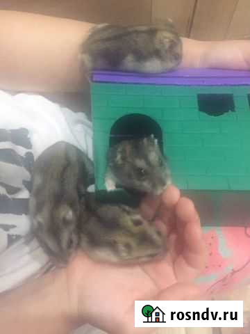 Джунгарский хомяк Краснодар - изображение 1