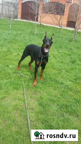 Дрессировка собак Сальск - изображение 1