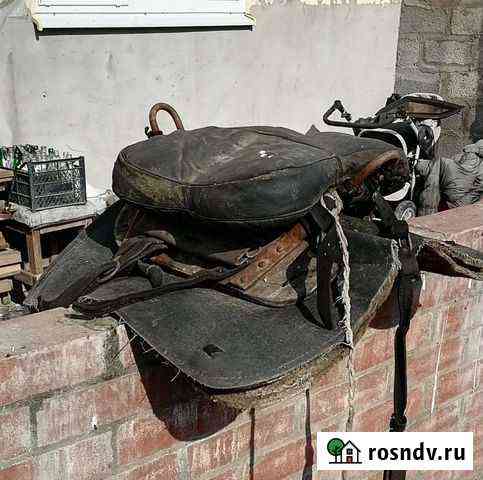 Лошади Отрадная