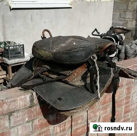 Лошади Отрадная - изображение 1