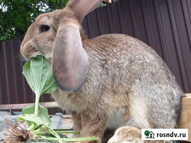 Кролики серый великан, калифорнийцы Мытищи - изображение 1