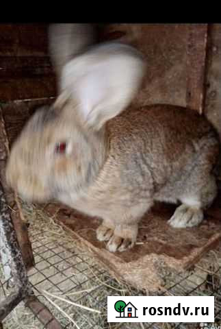 Кролики Ленинск - изображение 1