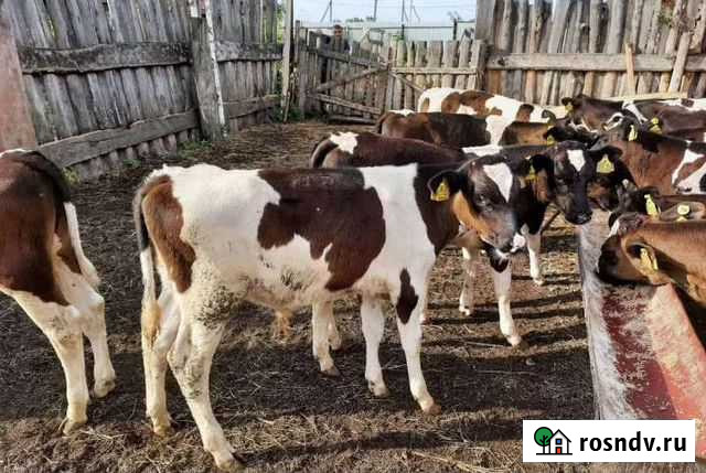 Бычки на откорм от 1 месяц до 4х месяц Пролетарск - изображение 1