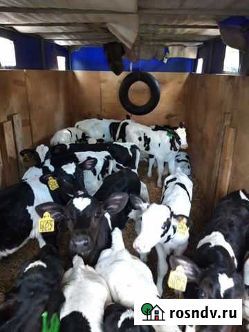 Бычки Павловская - изображение 1