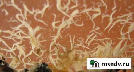 Живой корм Краснодар - изображение 1