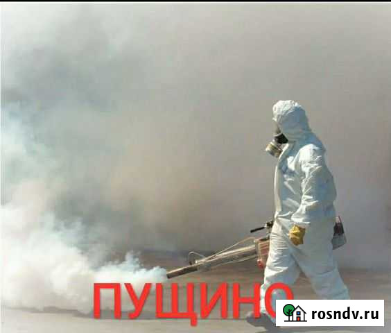 Уничтожение комаров клещей борщевика клопов ос Пущино - изображение 1