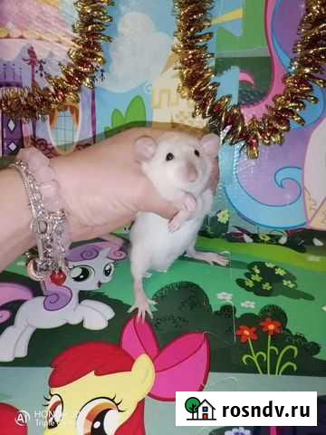 Крыса дамбо, сиамский окрас, клетки, доставка Санкт-Петербург - изображение 1