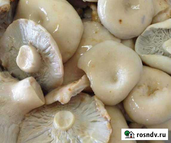 Грибы грузди соленые Белгород - изображение 1