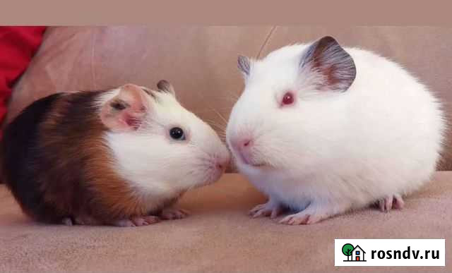 Морская свинка вязка Жигулевск - изображение 1