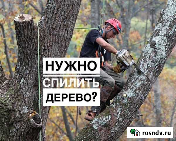 Спил деревьев любой сложности Северская - изображение 1