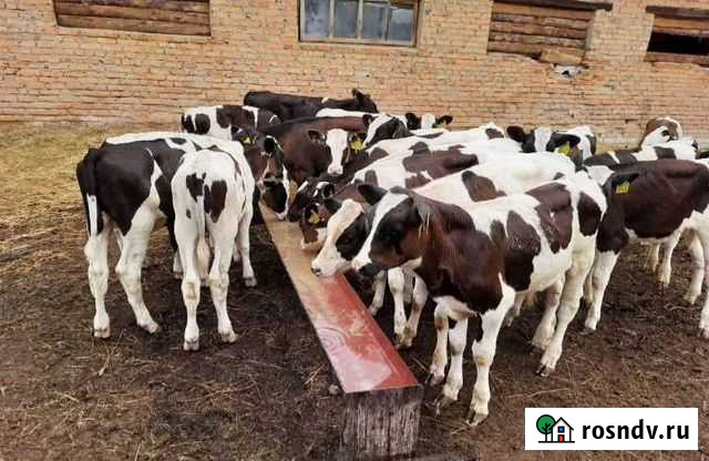 Телята бычки Ленинградская - изображение 1