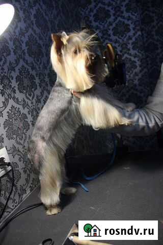 Профессиональная стрижка собак и кошек Липецк - изображение 1