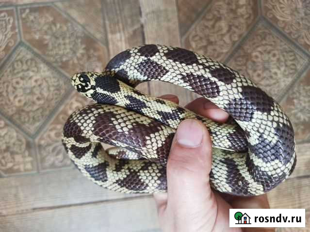 Королевская змея Кемерово - изображение 1