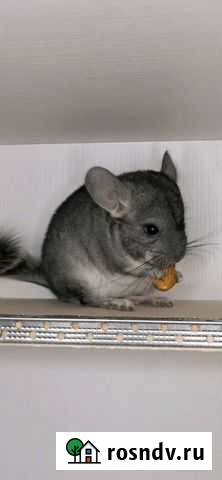 Грисс (2мес) Мальчик шиншилла Оренбург - изображение 1