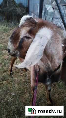 Козы,козел нубийский Калуга - изображение 1