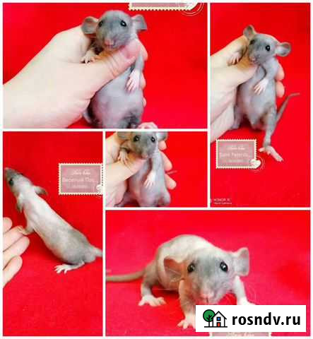 Крыса Крысята сфинкс, дабл-рекс, фаззы, Дамбо, кле Санкт-Петербург - изображение 1