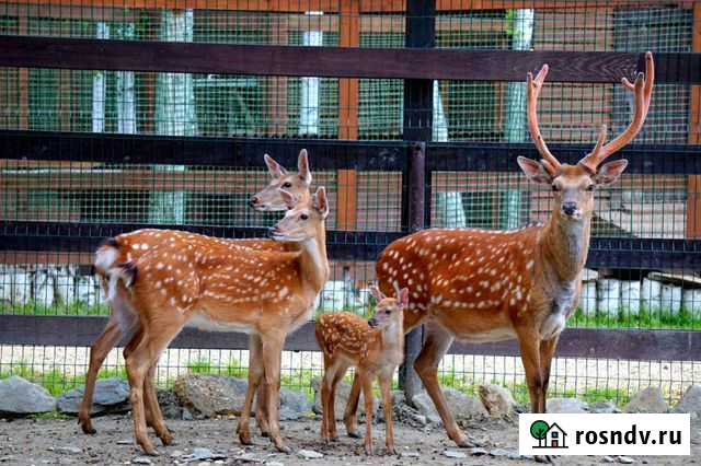 Олени Рассвет - изображение 1