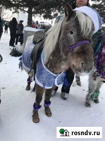 Продам полупопонку на пони Благовещенск - изображение 1