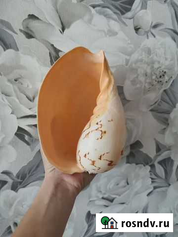 Ракушка Нижний Тагил - изображение 1