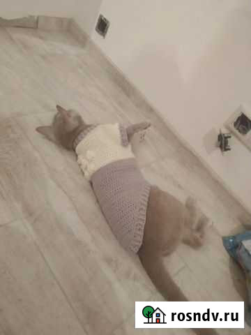 Кофта для любимого котика или маленькой собачки Балашиха - изображение 1