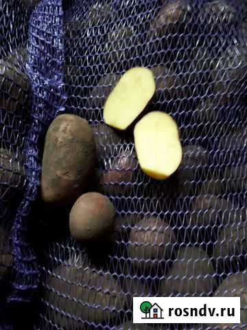 Продукты питания картофель Каменоломни - изображение 1