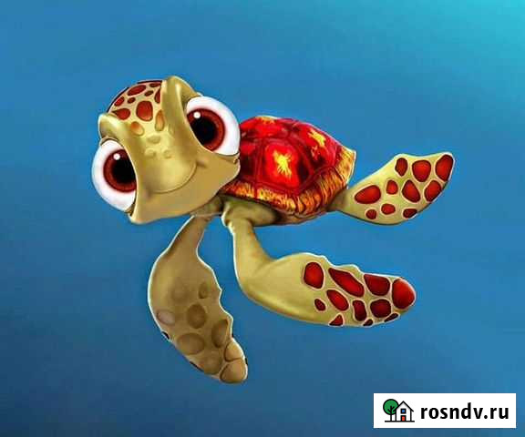 Черепаха Красноярск - изображение 1