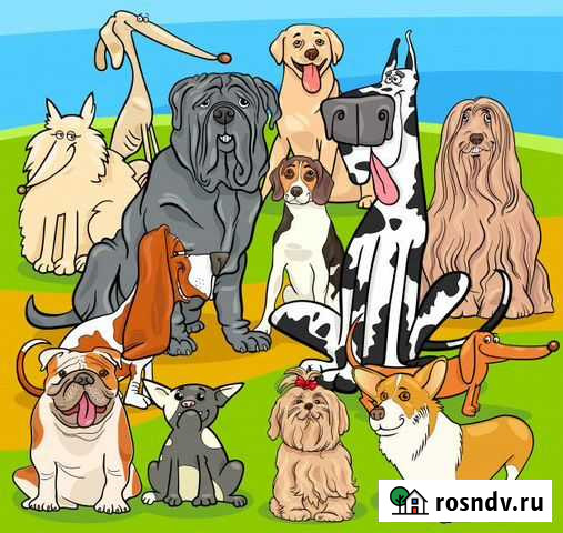 Выгул Собак Владимир - изображение 1