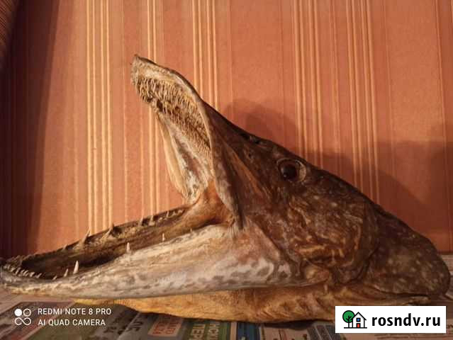 Щука Усть-Кут - изображение 1