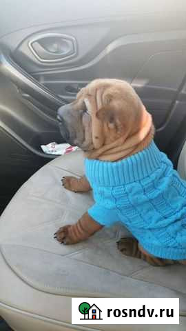 Свитер для щенка или взрослой собачки Новый Оскол - изображение 1