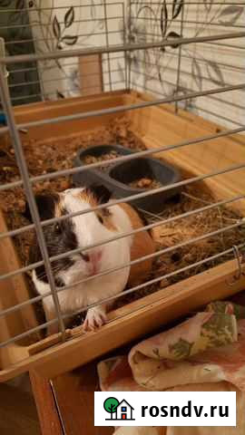 Морская свинка с клеткой Екатеринбург - изображение 1