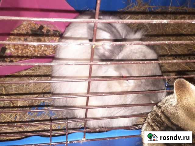 Декоративные кролики Омск - изображение 1