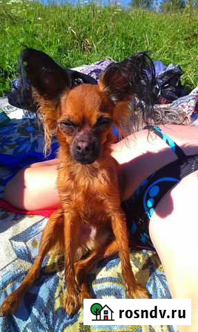 Кобель для вязки Кемерово - изображение 1