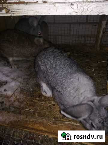 Кролик Сарманово - изображение 1