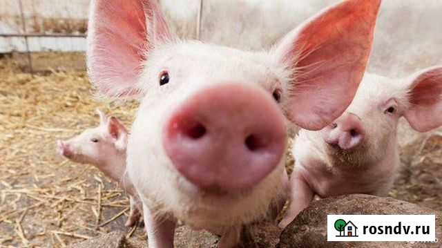 Поросята Клинцы - изображение 1