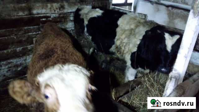 Бычки Свободный - изображение 1