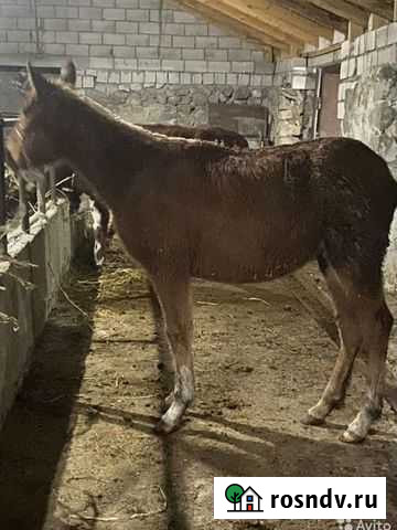 Продажа лошадей Нальчик - изображение 1