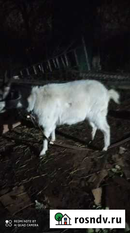 Зааненская Коза Прохладный - изображение 1