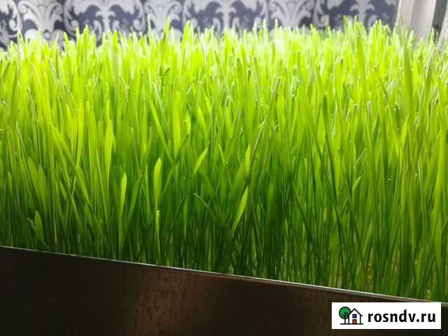 Витграсс-сок ростков пшеницы Стерлитамак - изображение 1