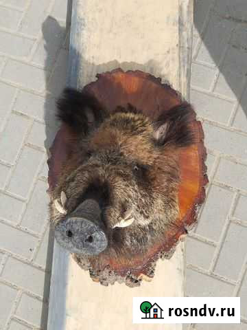 Чучело Кабана Владимир - изображение 1