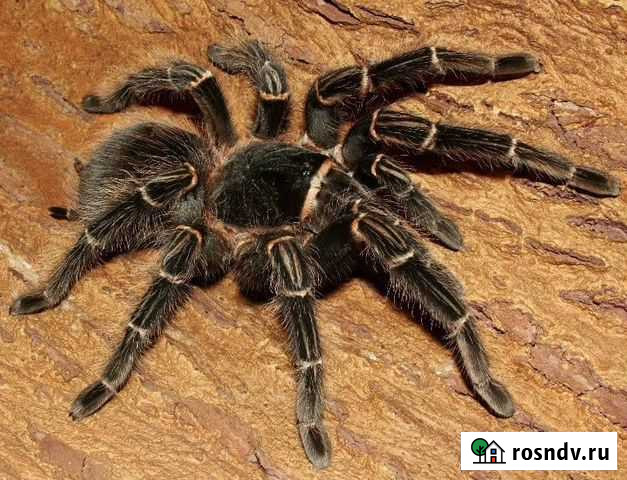 Паук Lasiodora parahybana L4 Подходит для новичков Санкт-Петербург - изображение 1