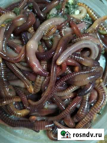 Черви для рыбалки Анапа - изображение 1
