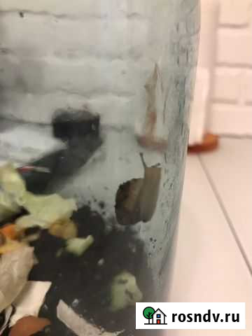 Улитки Липецк - изображение 1