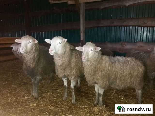 Овцы на мясо и на племя.(баранина) курбан Саранск - изображение 1