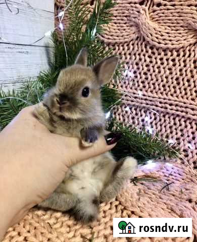 Кролик « цветной карлик», минилоп, карликовый бара Пермь - изображение 1