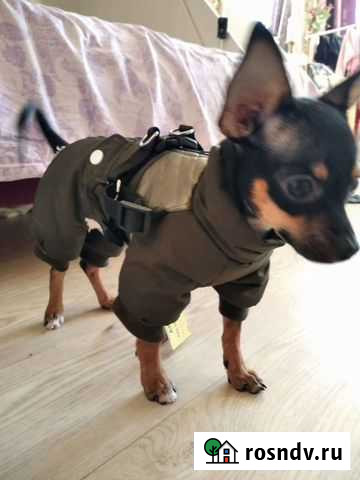 Комбинезон для маленькой собачки Березовский - изображение 1