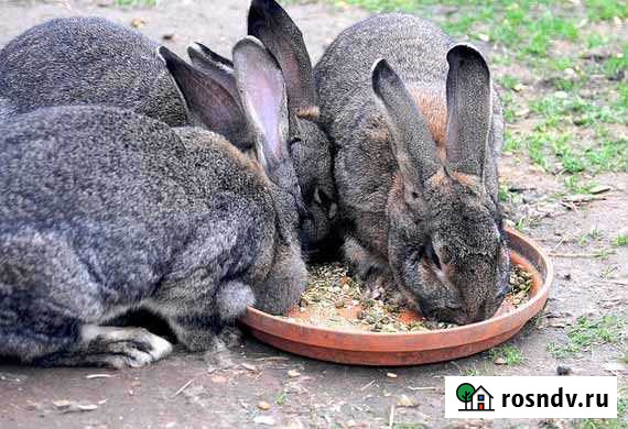 Корма для кроликов Новосемейкино - изображение 1