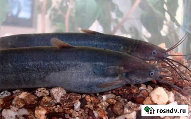 Рыба Энергетик - изображение 1